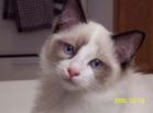 Ragdolls kittens