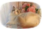 Ragdolls kittens