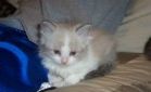 Ragdolls kittens