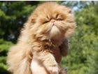 Persian kittens