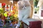 Persian kittens