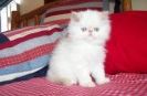 Himalayan kittens