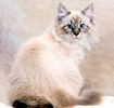 Siberian kittens for sale 