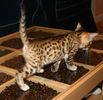 Bengal kittens for sale