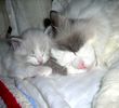 Ragdoll kittens for sale 