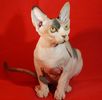 Sphynx kittens for sale 