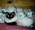 Himalayan kittens for sale