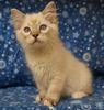 Ragdoll kittens for sale