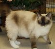 Ragdoll kittens for sale