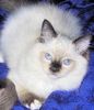 Ragdoll kittens for sale