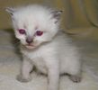 Snow Shoe kittens for sale 