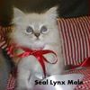 Ragdoll kittens for sale