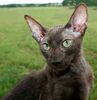 Peterbald kittens for sale