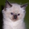 Ragdoll kittens for sale