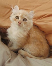 American Curl cats